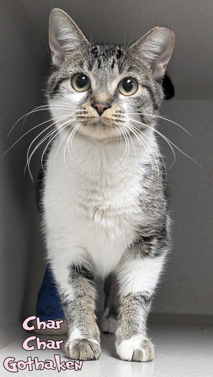 Char Char Gothaken, a Adoptable mixed breed in Mason, MI image 2/2
