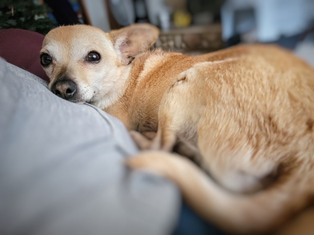 Celine, Adoptable, Senior Female Chihuahua.
