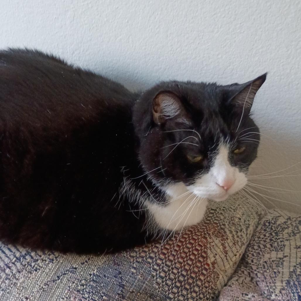 Meow Meow — thumbnail 2