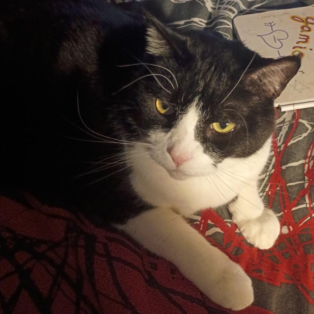 Meow Meow — thumbnail 3