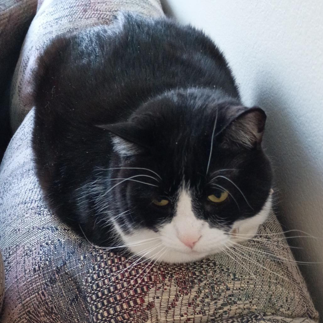 Meow Meow — thumbnail 4