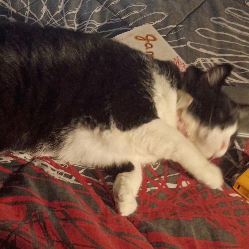 Meow Meow — thumbnail 5