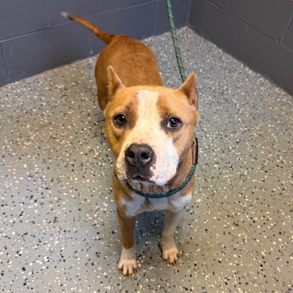 Enlarge Rhea, a Adoptable mixed breed in Alabaster, AL image 1/6