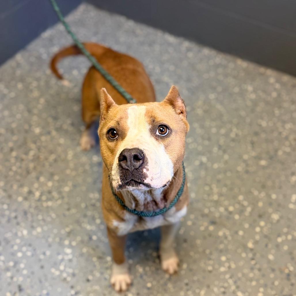 Enlarge Rhea, a Adoptable mixed breed in Alabaster, AL image 2/6