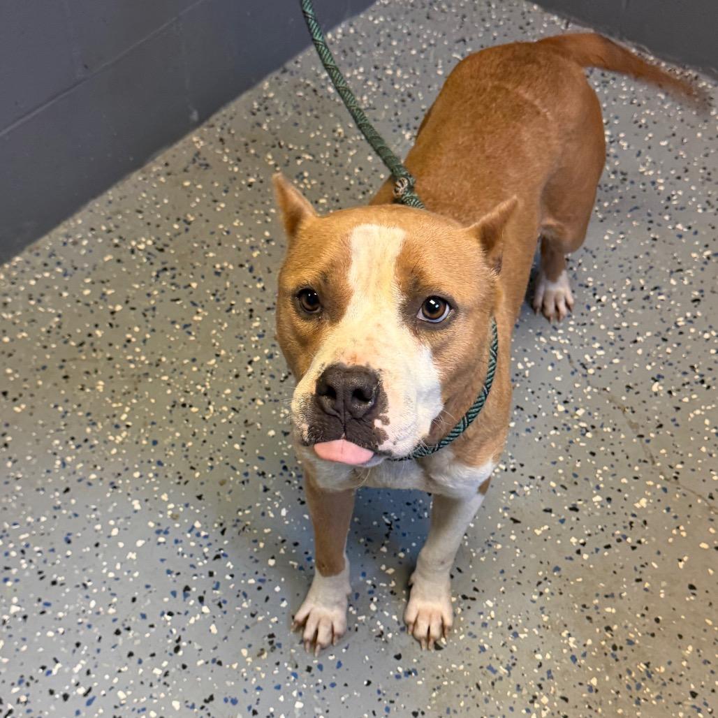 Enlarge Rhea, a Adoptable mixed breed in Alabaster, AL image 3/6