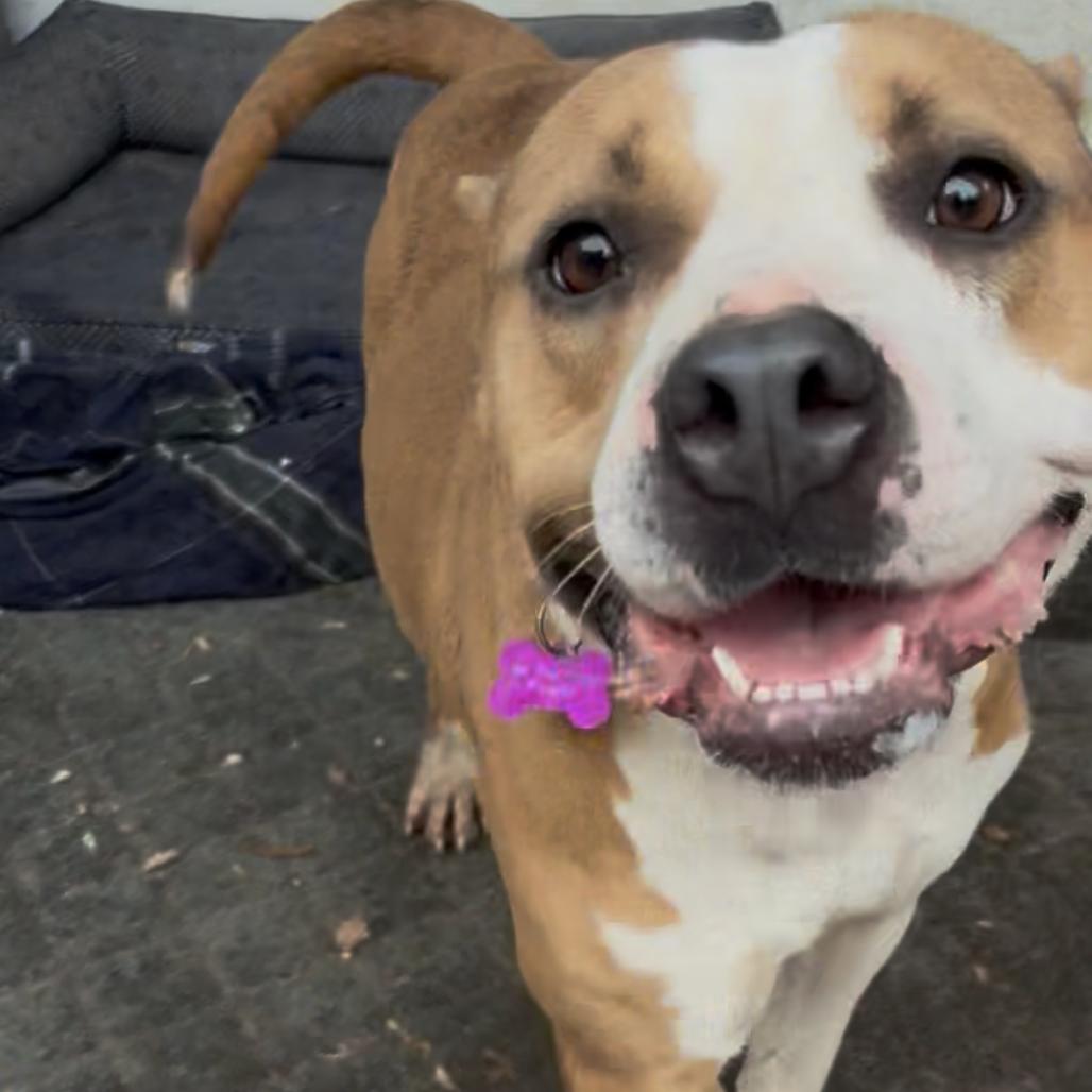 Enlarge Rhea, a Adoptable mixed breed in Alabaster, AL image 4/6