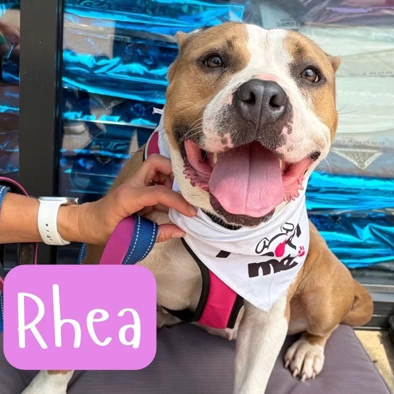 Enlarge Rhea, a Adoptable mixed breed in Alabaster, AL image 5/6