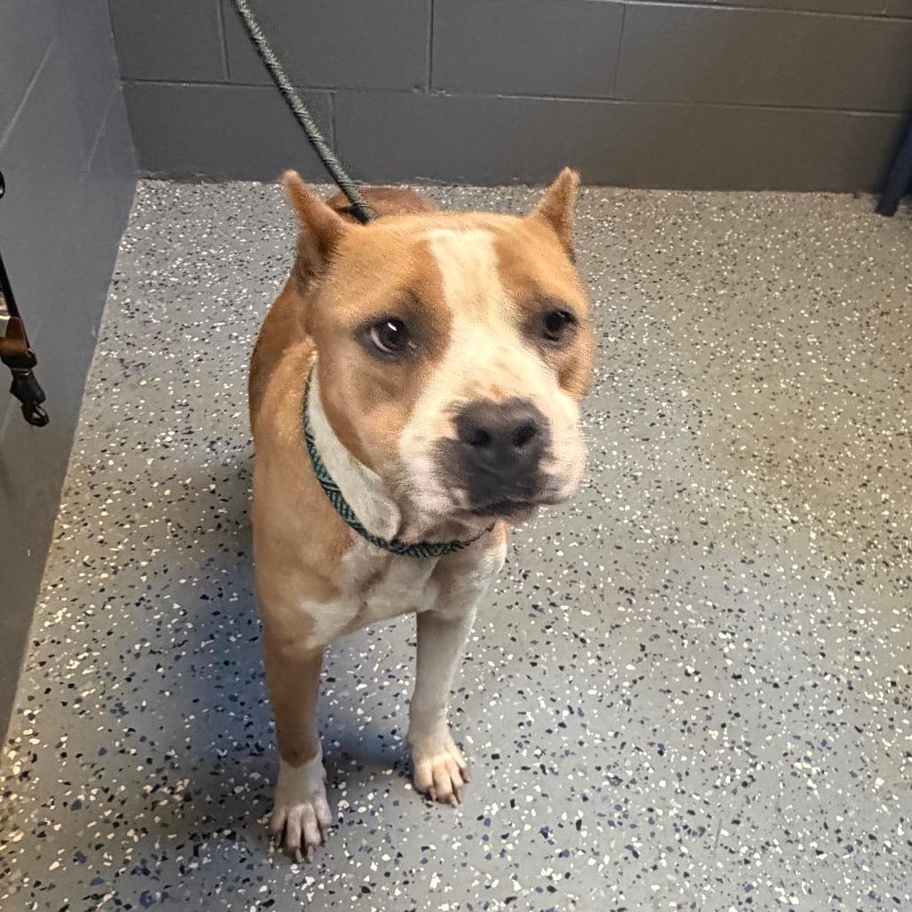 Enlarge Rhea, a Adoptable mixed breed in Alabaster, AL image 6/6