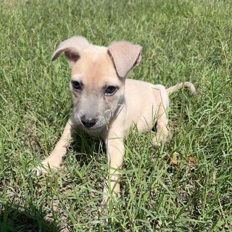 Mabel, Adoptable, Puppy Female Chihuahua.