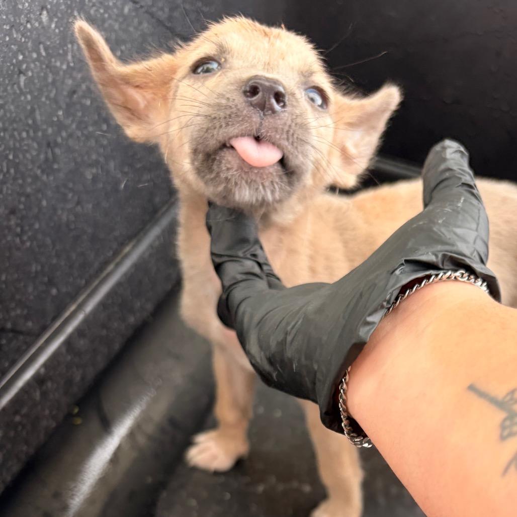 Morty, Adoptable, Puppy Male Chihuahua.