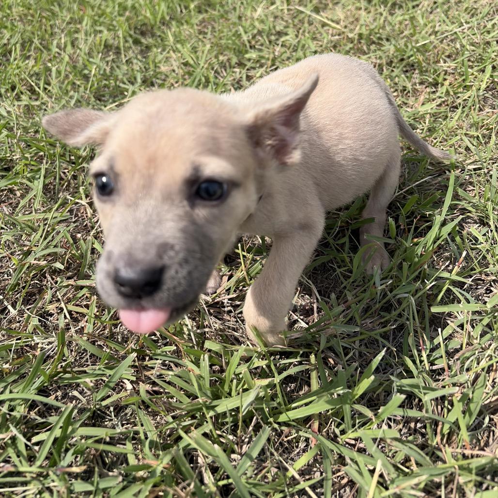 Enlarge Mabel, a Adoptable Chihuahua in Harlingen, TX image 2/3