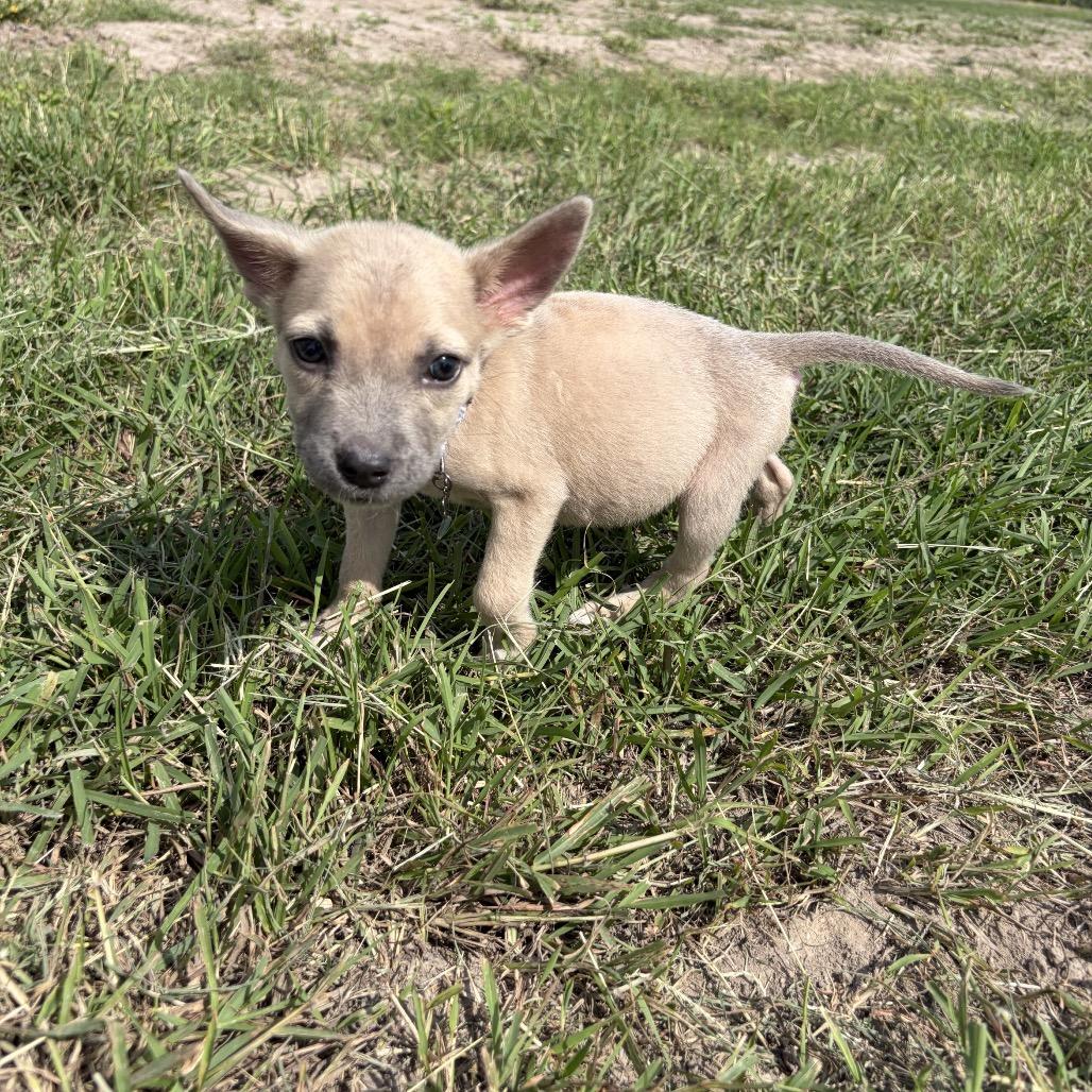 Enlarge Mabel, a Adoptable Chihuahua in Harlingen, TX image 3/3