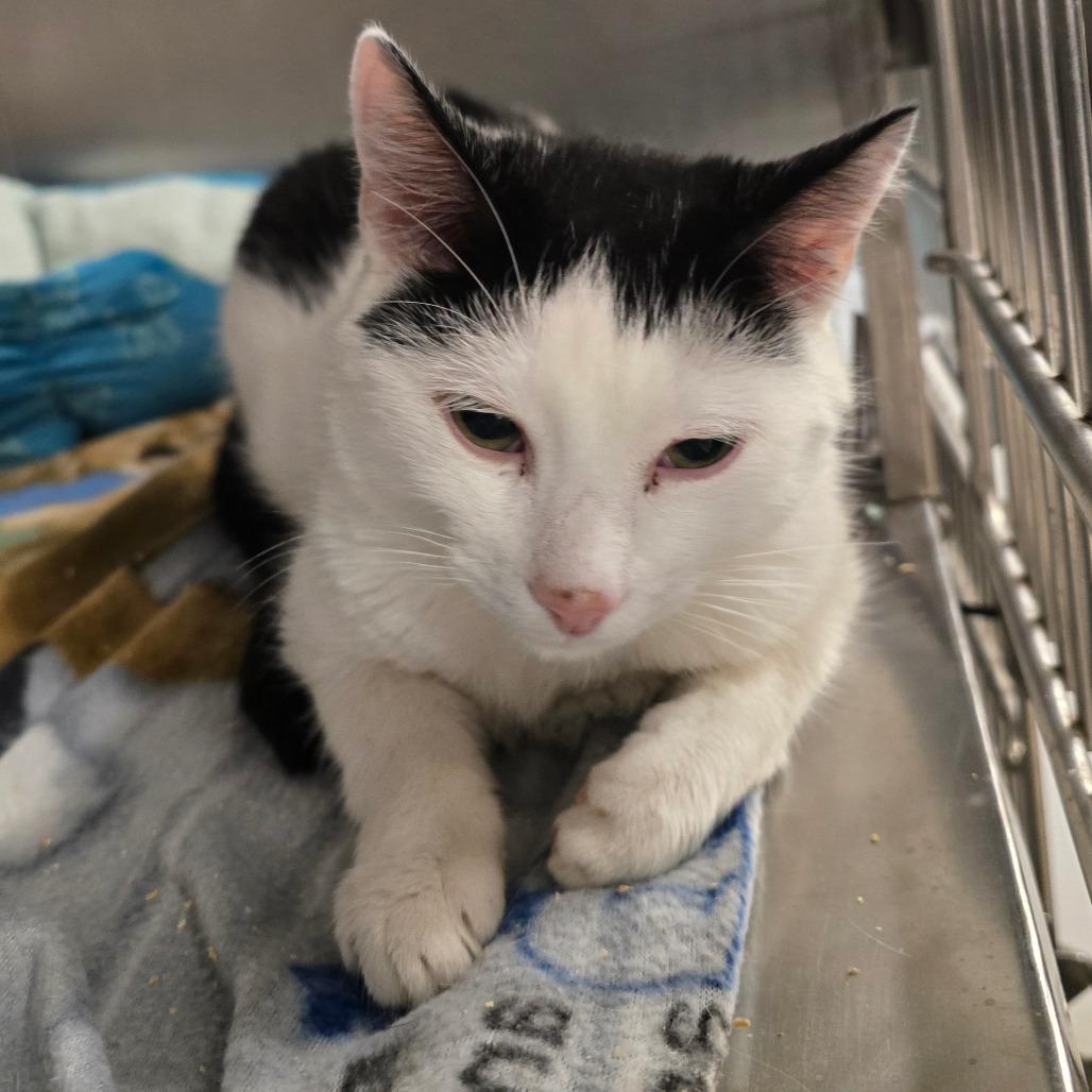 Chip (Chips Ahoy), Adoptable, Young Male Domestic Short Hair.
