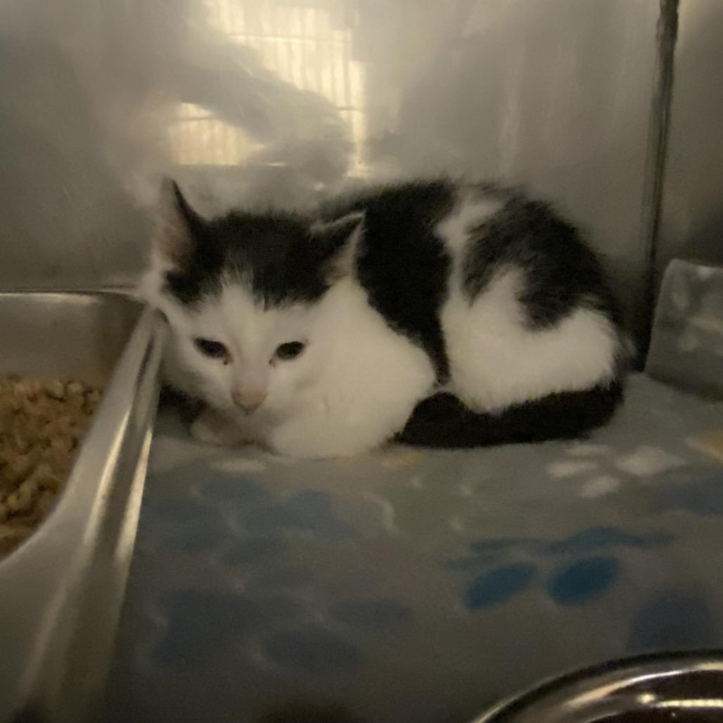 Enlarge Chip (Chips Ahoy), a Adoptable Domestic Short Hair in Waldorf, MD image 2/3