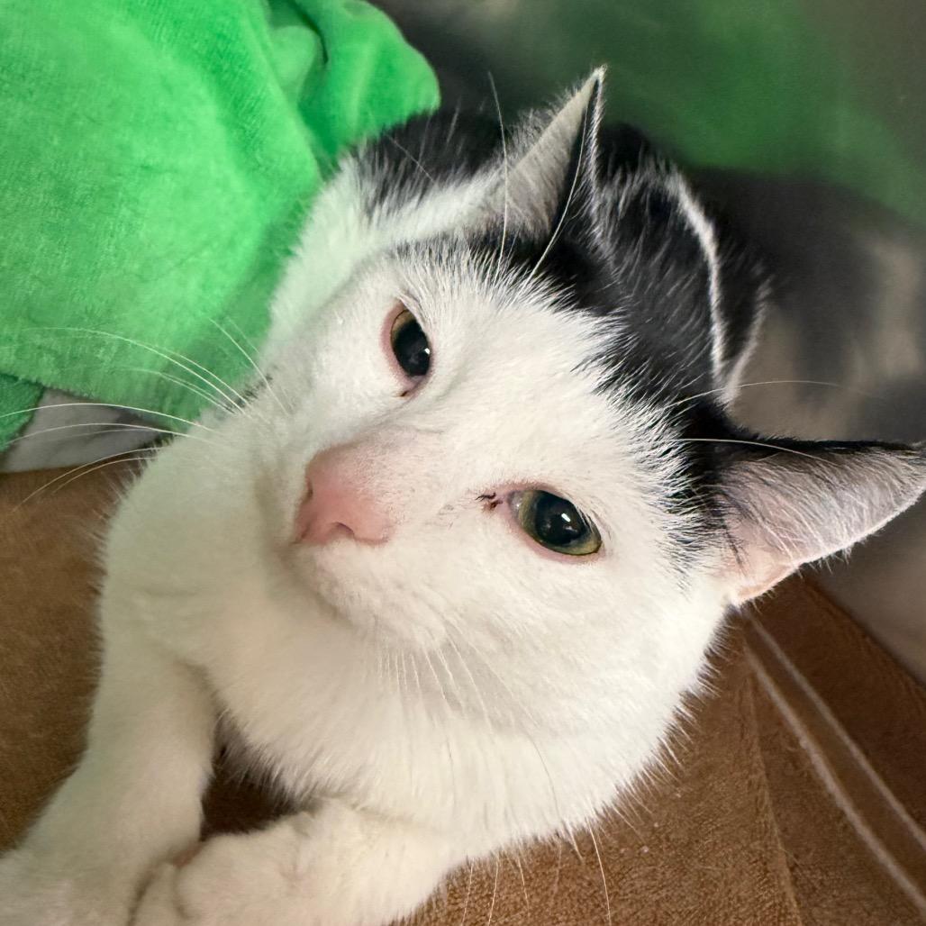 Enlarge Chip (Chips Ahoy), a Adoptable Domestic Short Hair in Waldorf, MD image 3/3