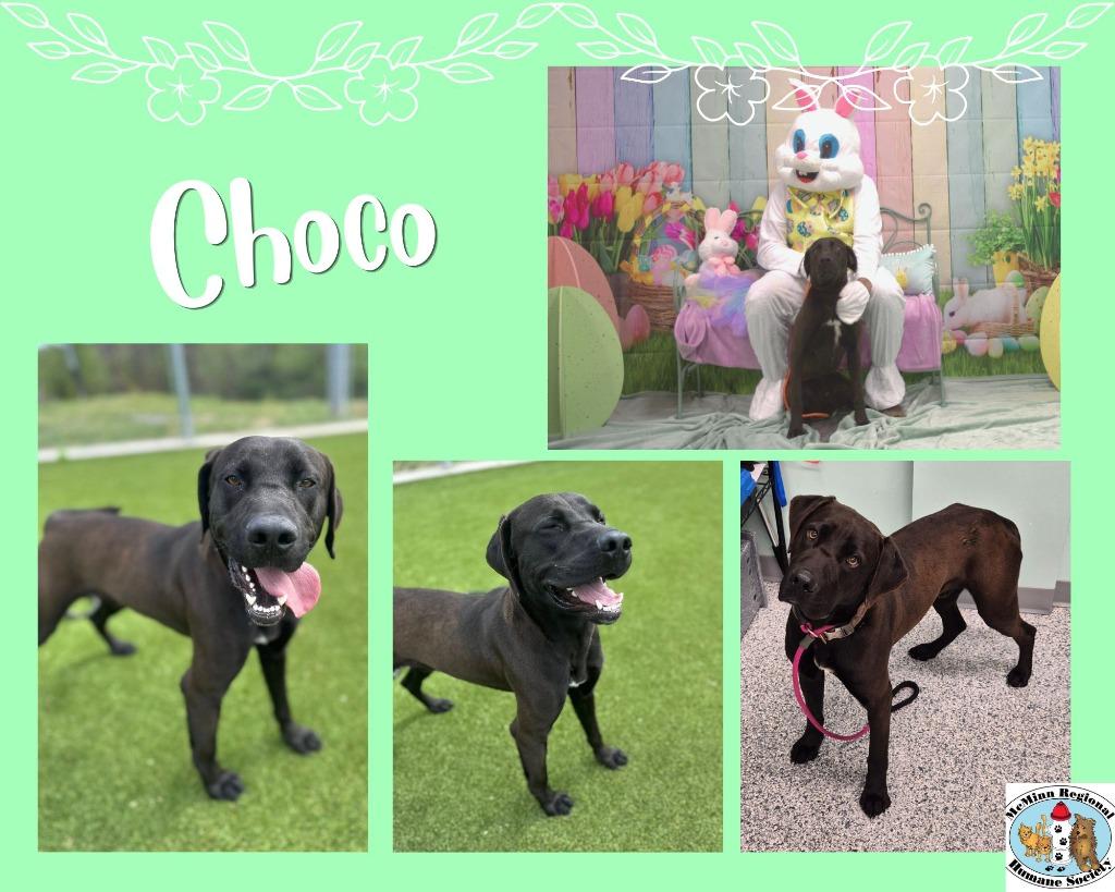 Choco, Adoptable, Young Male Terrier.