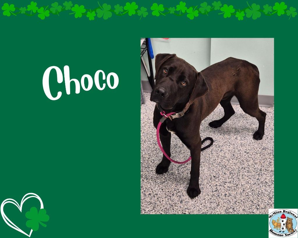 Choco, Adoptable, Young Male Terrier.