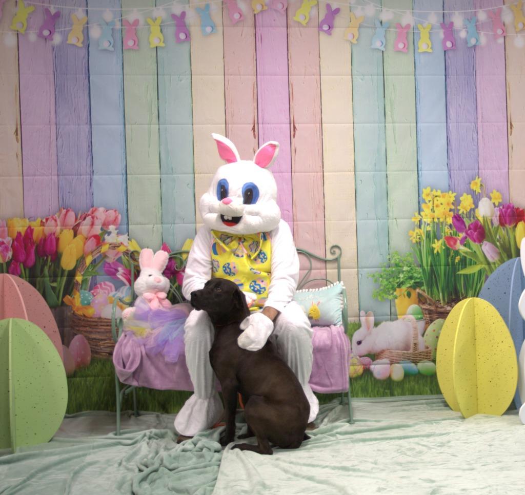 Enlarge Choco, a Adoptable mixed breed in Athens, TN image 2/5