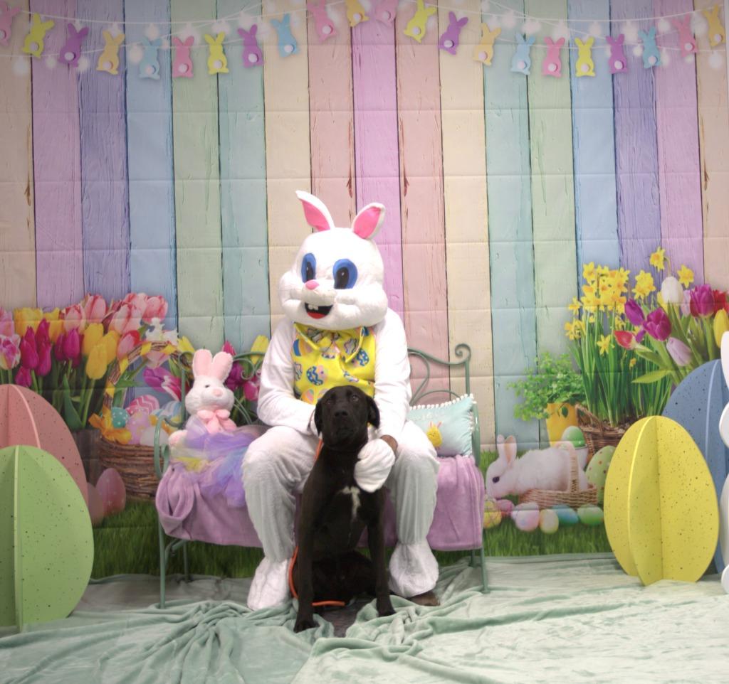 Enlarge Choco, a Adoptable mixed breed in Athens, TN image 3/5