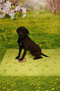 Enlarge Choco, a Adoptable mixed breed in Athens, TN image 4/5