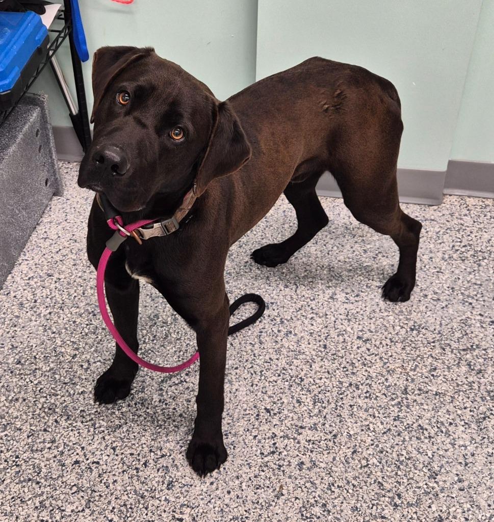 Enlarge Choco, a Adoptable mixed breed in Athens, TN image 5/5