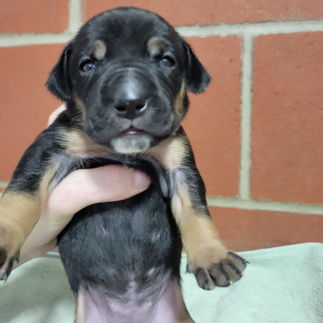 Mariposa, Adoptable, Puppy Female Terrier & Mixed Breed.