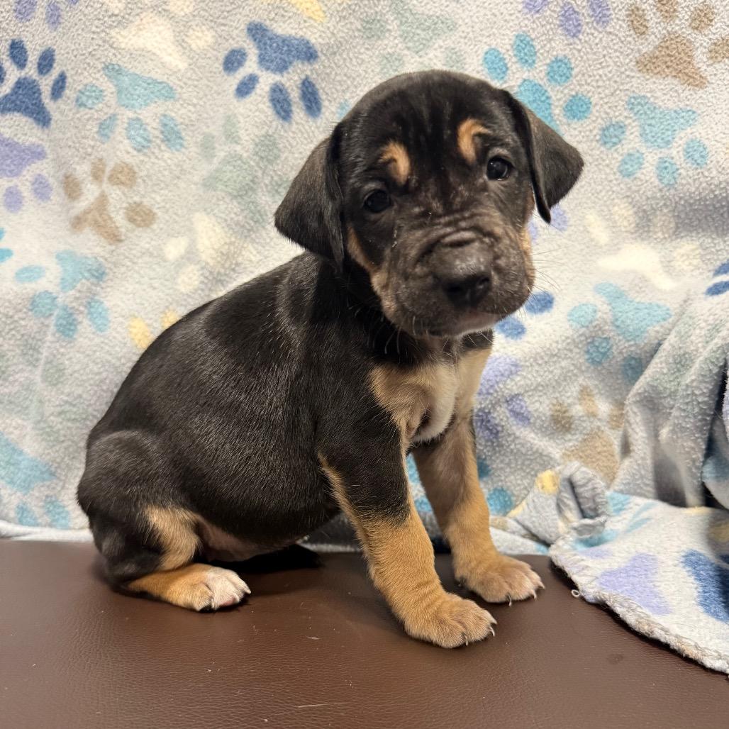 Enlarge Mariposa, a Adoptable mixed breed in Cabot, AR image 2/4
