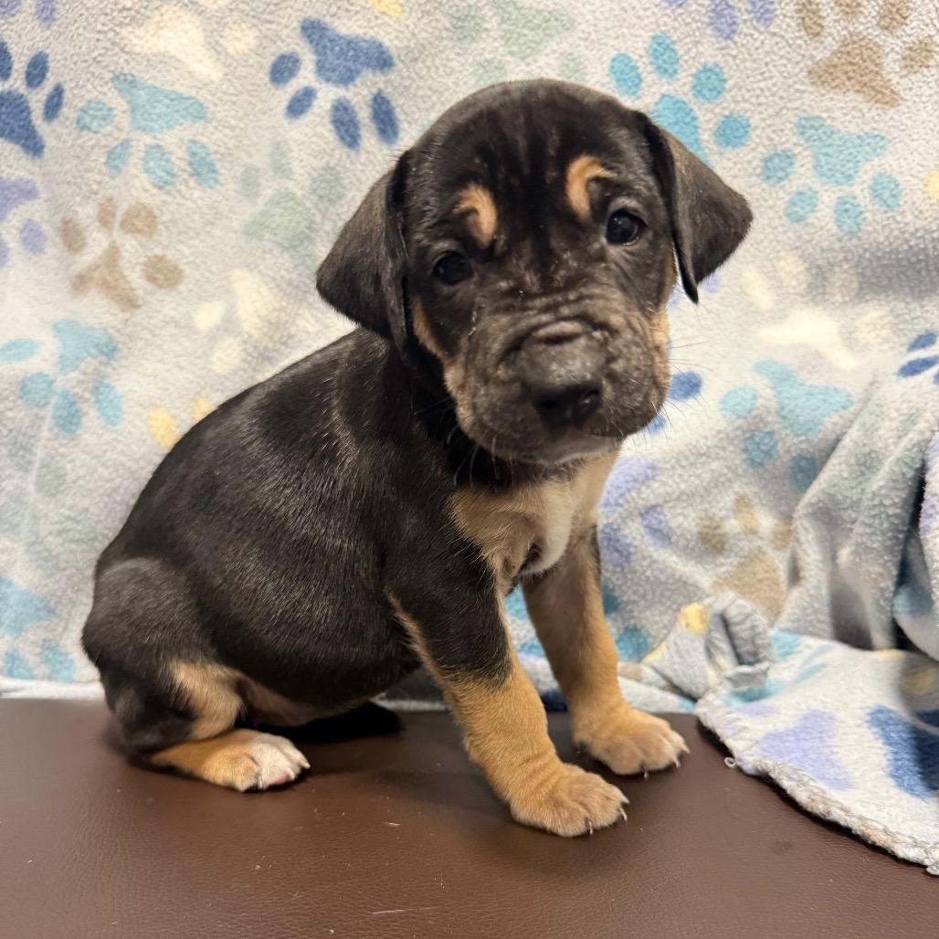 Enlarge Mariposa, a Adoptable mixed breed in Cabot, AR image 3/4