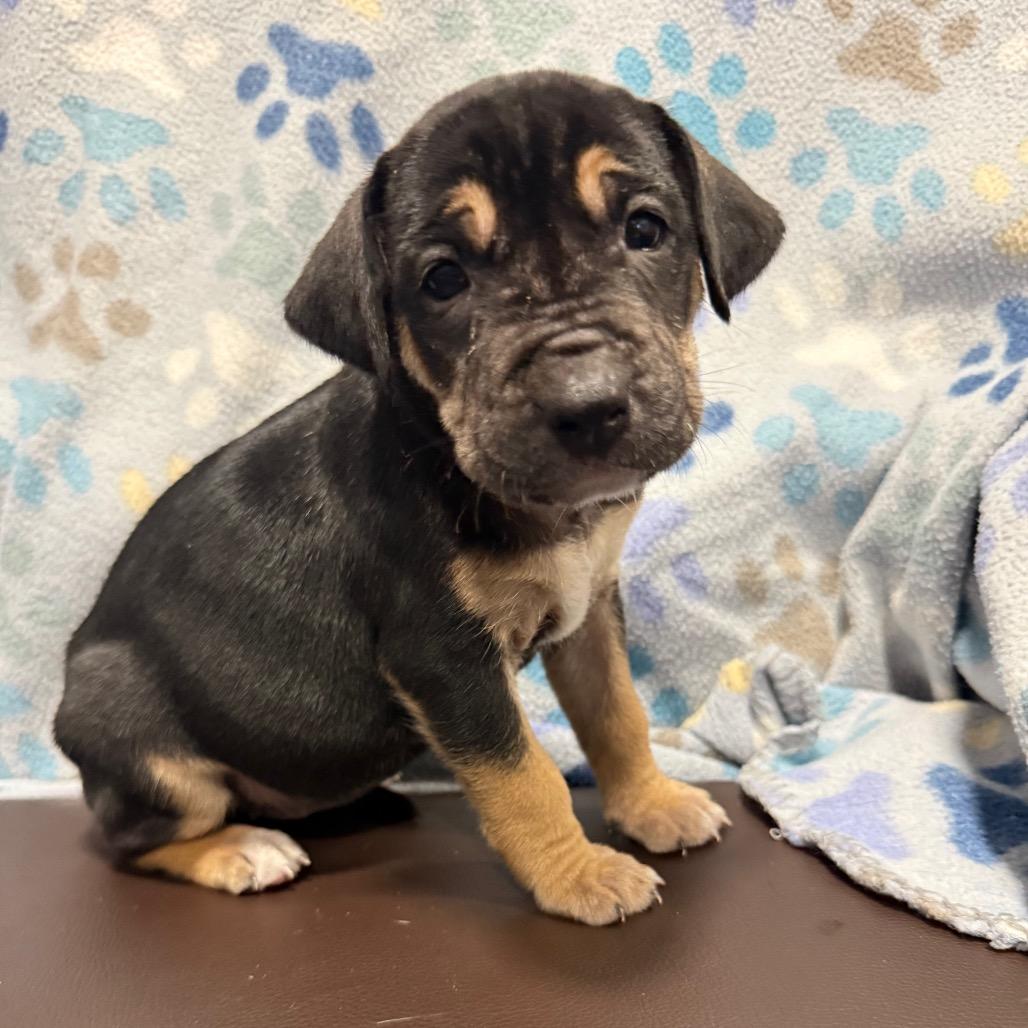 Enlarge Mariposa, a Adoptable mixed breed in Cabot, AR image 4/4