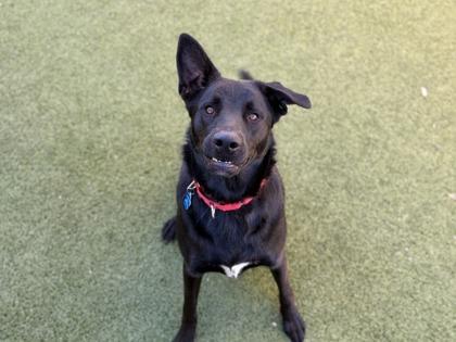 June Bug, Adoptable, Adult Female German Shepherd Dog & Mixed Breed.