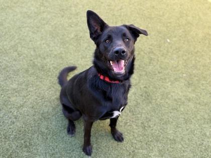 Enlarge June Bug, a Adoptable mixed breed in Phoenix, AZ image 3/3