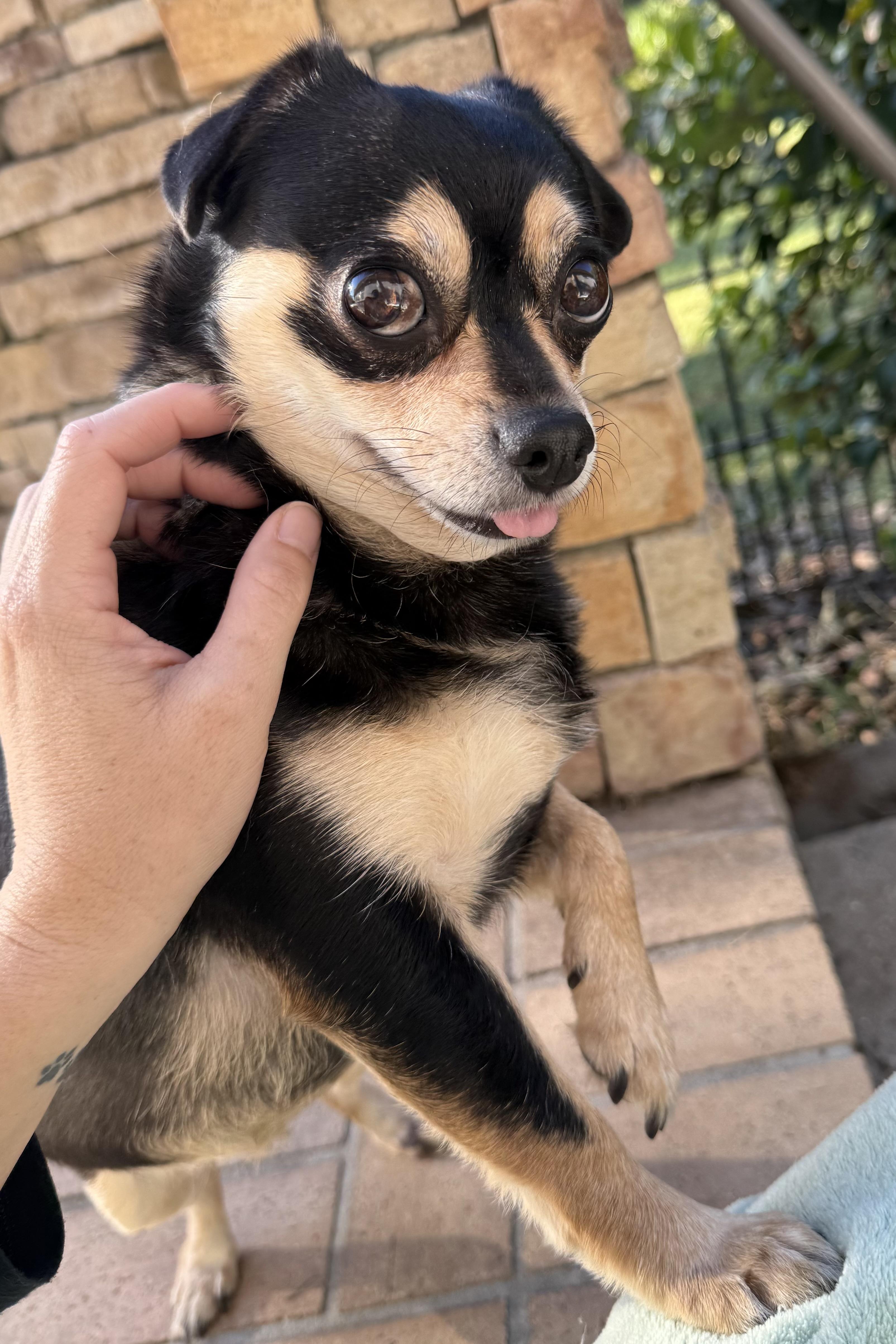 Luna, a Adoptable mixed breed in Plant City, FL image 2/3