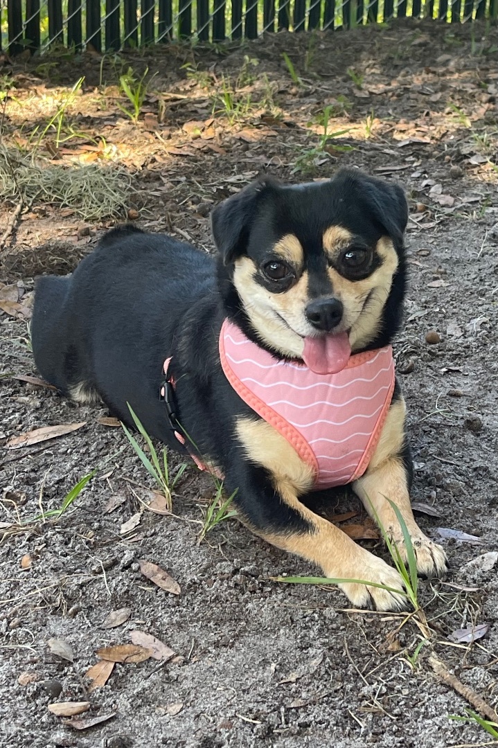 Luna, a Adoptable mixed breed in Plant City, FL image 3/3