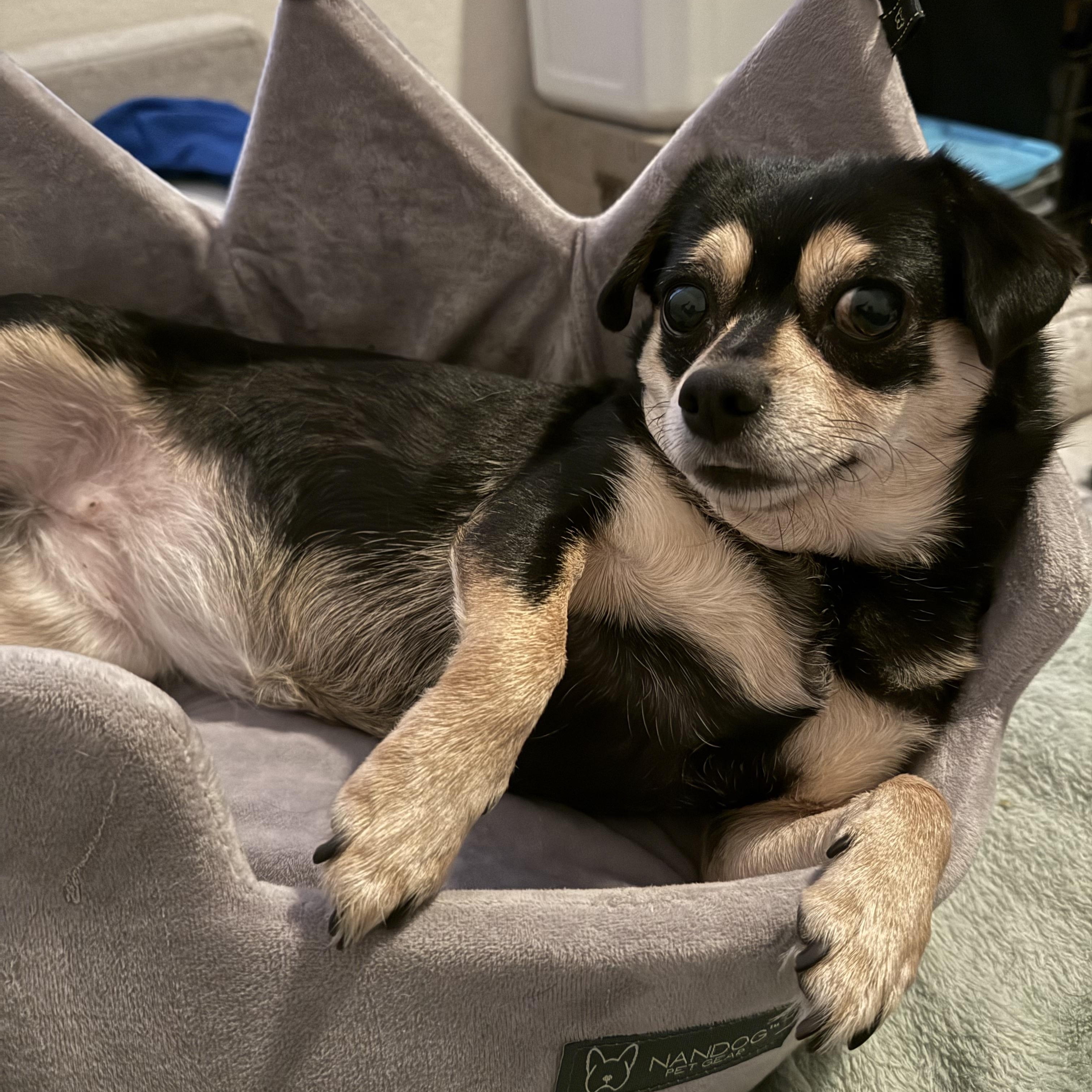 Luna, Adult Female Chiweenie