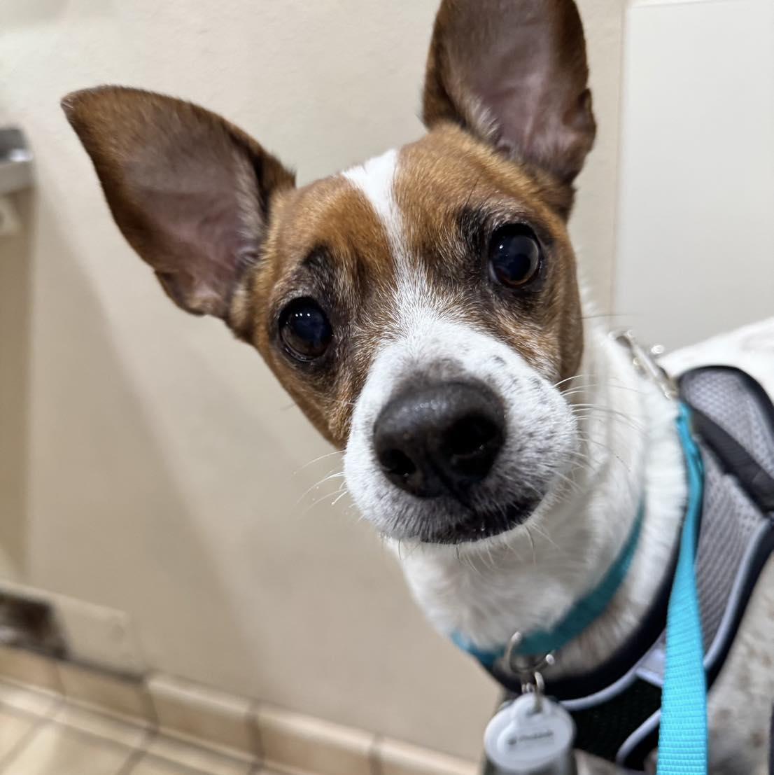 *Jost Van Dyke Vacation, Adoptable, Adult Male Jack Russell Terrier & Dachshund.
