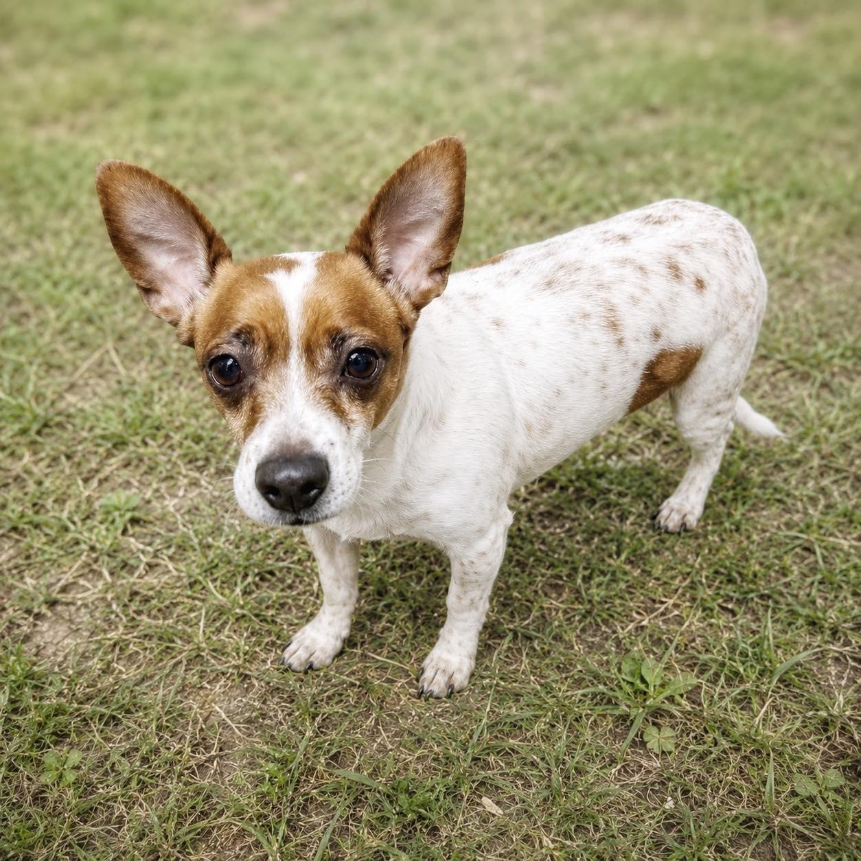 *Jost Van Dyke Vacation, a Adoptable mixed breed in Pittsburg, CA image 2/3