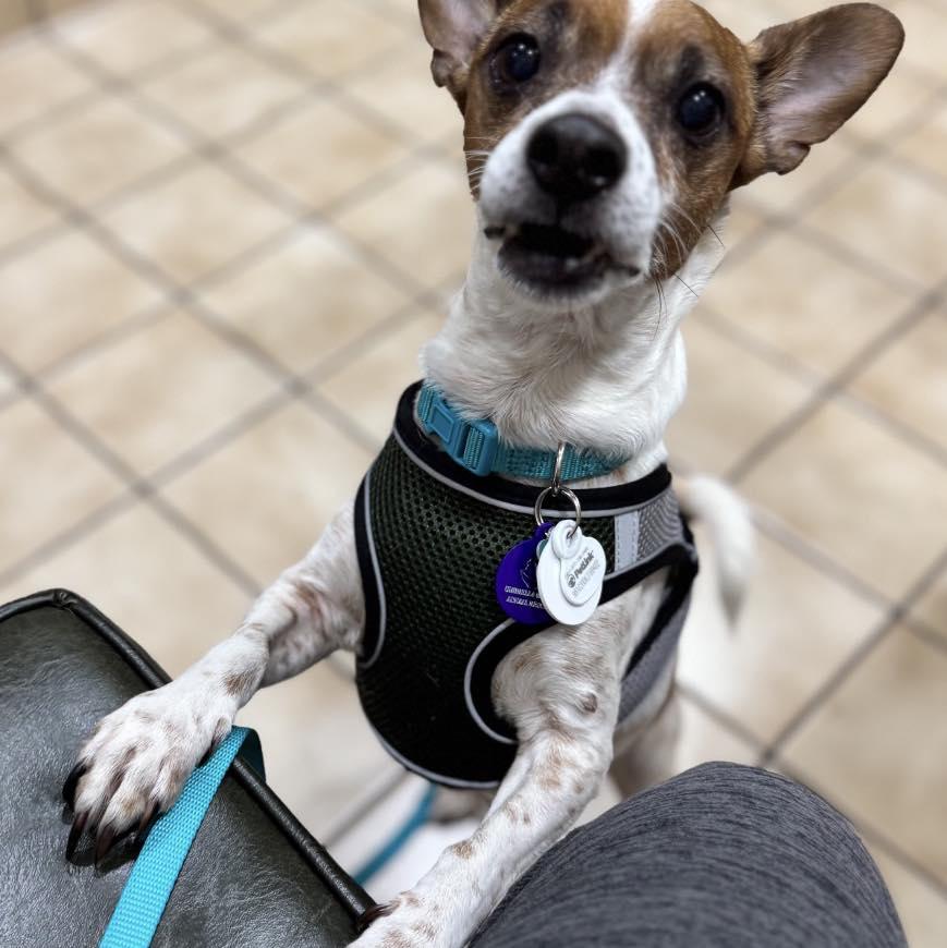 *Jost Van Dyke Vacation, a Adoptable mixed breed in Pittsburg, CA image 3/3