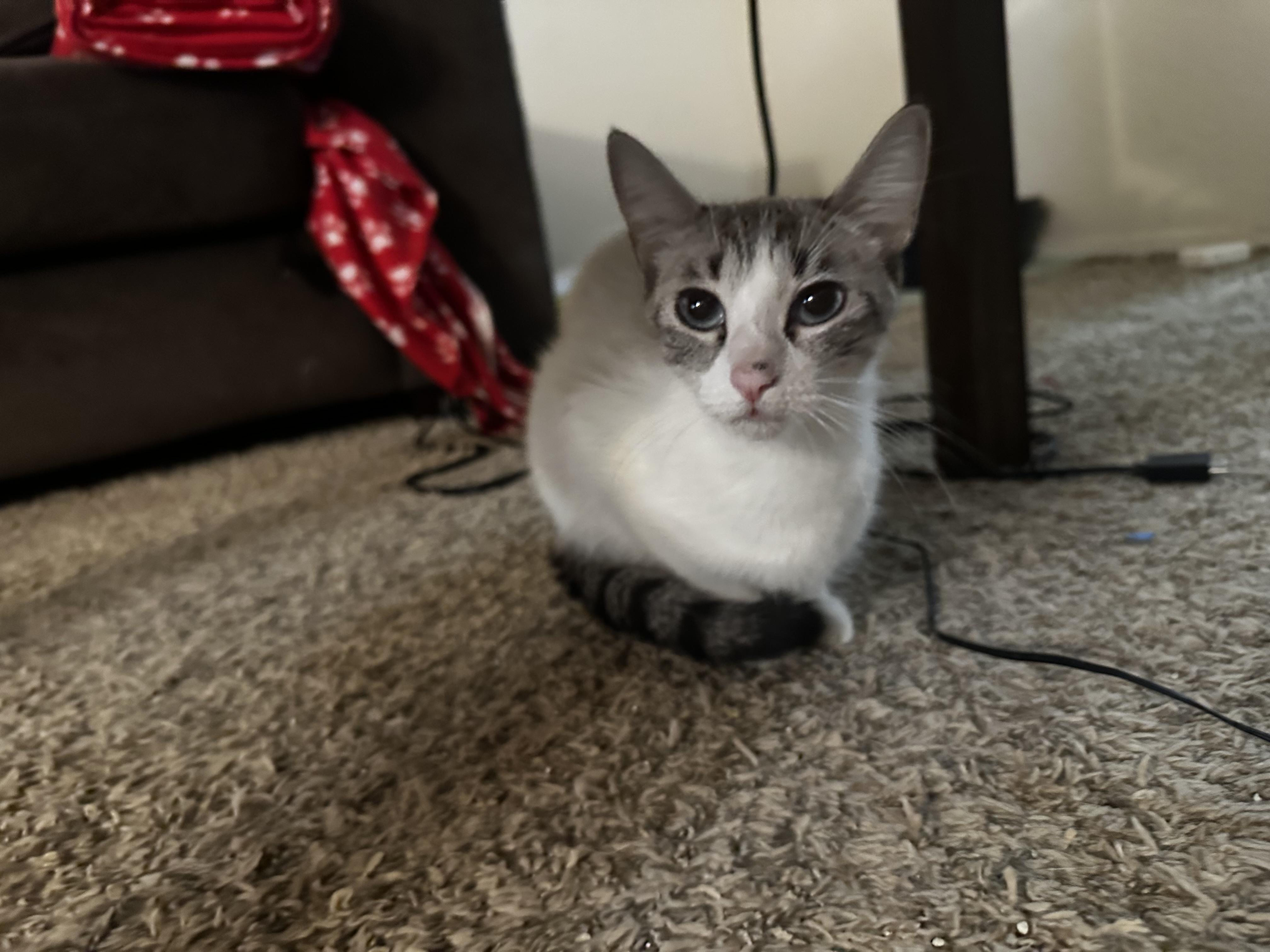 Leuka, an adoptable Snowshoe, Siamese in Fresno, CA, 93711 | Photo Image 3