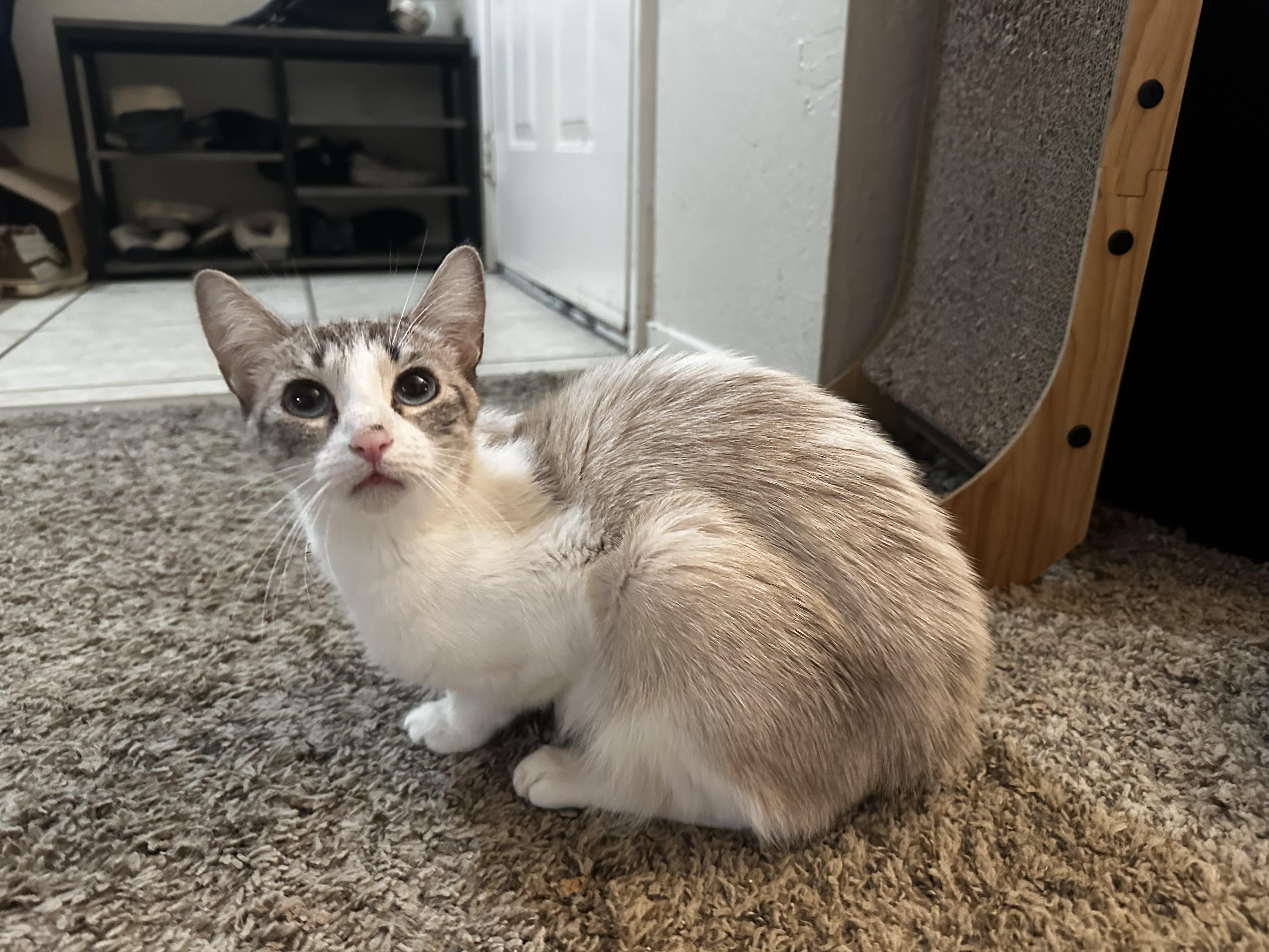 Leuka, an adoptable Snowshoe, Siamese in Fresno, CA, 93711 | Photo Image 2