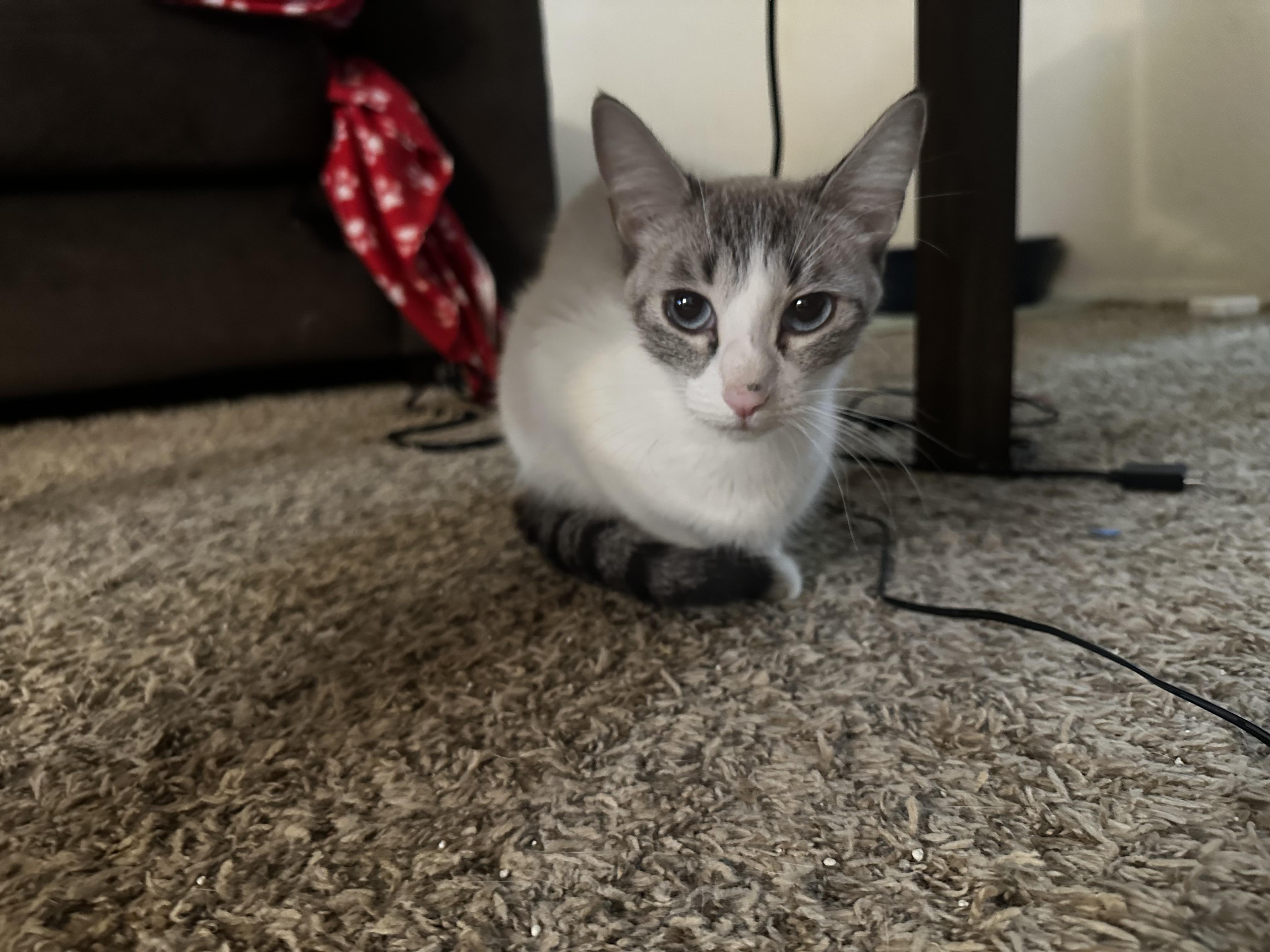 Leuka, an adoptable Snowshoe, Siamese in Fresno, CA, 93711 | Photo Image 4