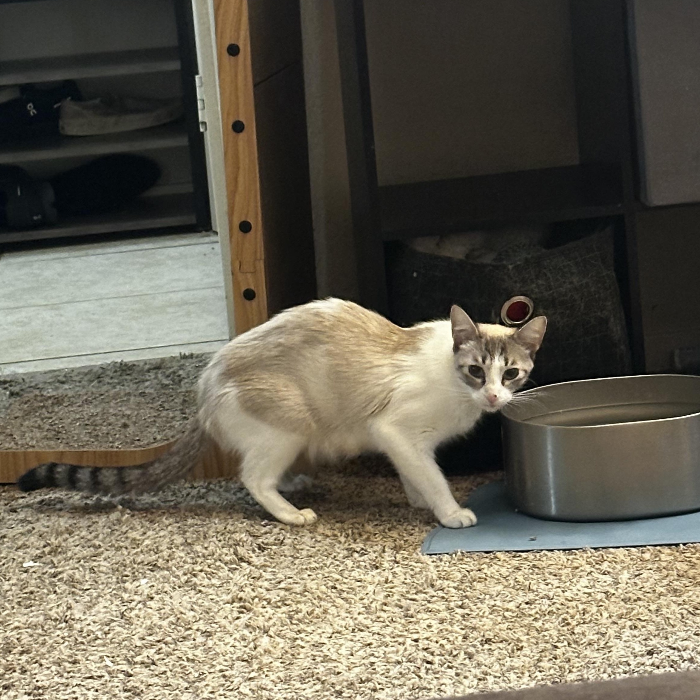 Leuka, an adoptable Snowshoe, Siamese in Fresno, CA, 93711 | Photo Image 5