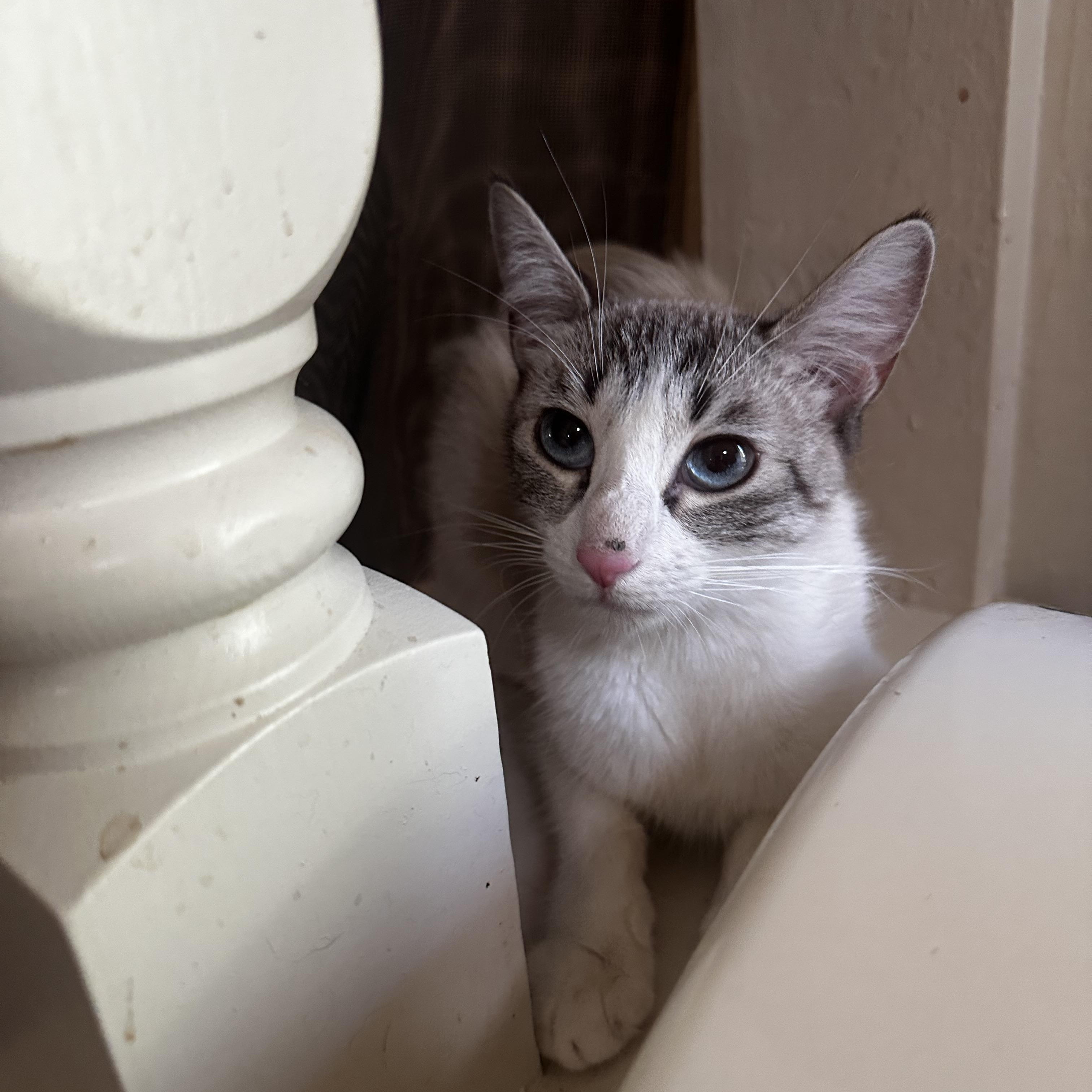 Leuka, an adoptable Snowshoe, Siamese in Fresno, CA, 93711 | Photo Image 6