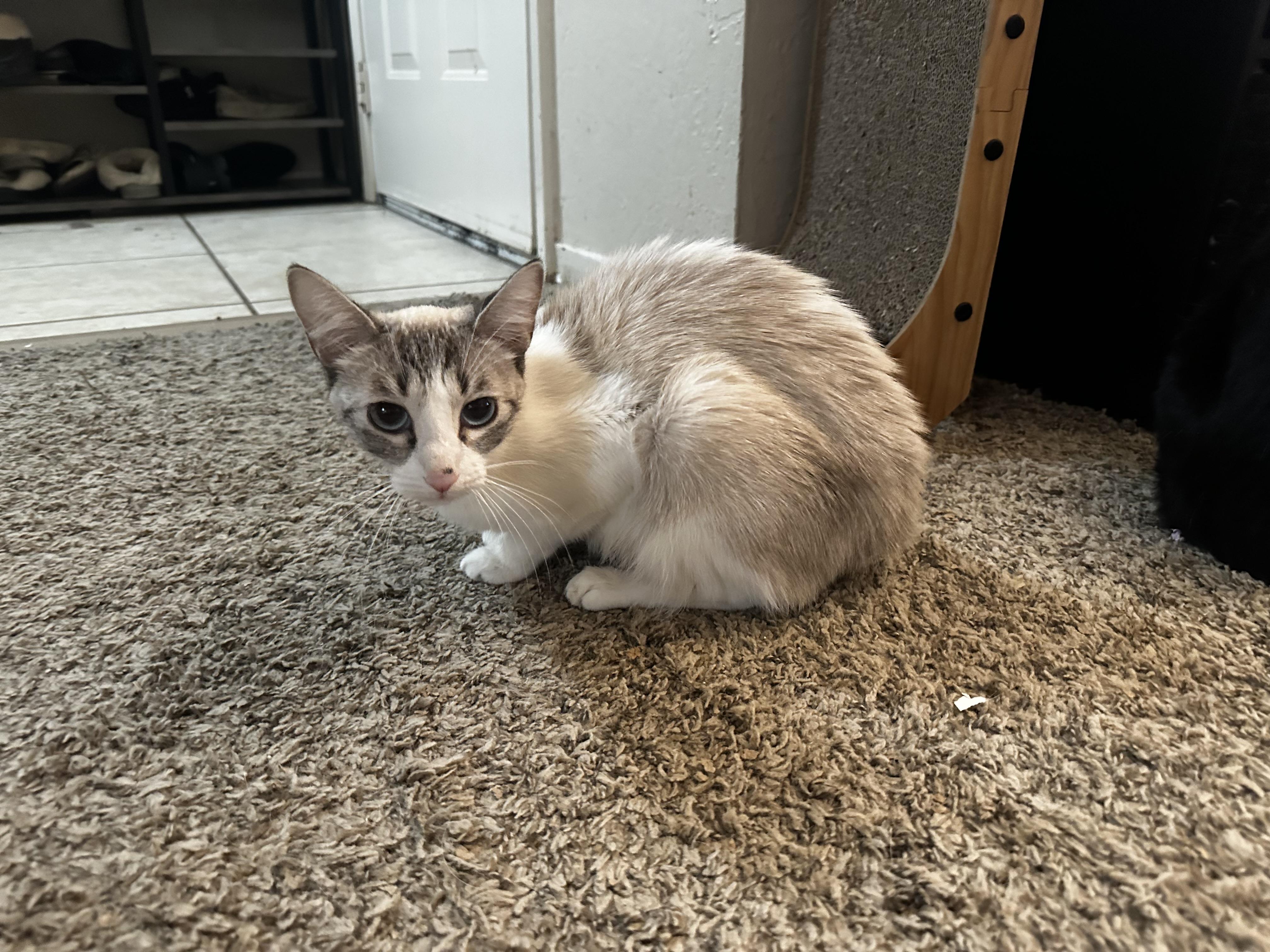 Leuka, an adoptable Snowshoe, Siamese in Fresno, CA, 93711 | Photo Image 1