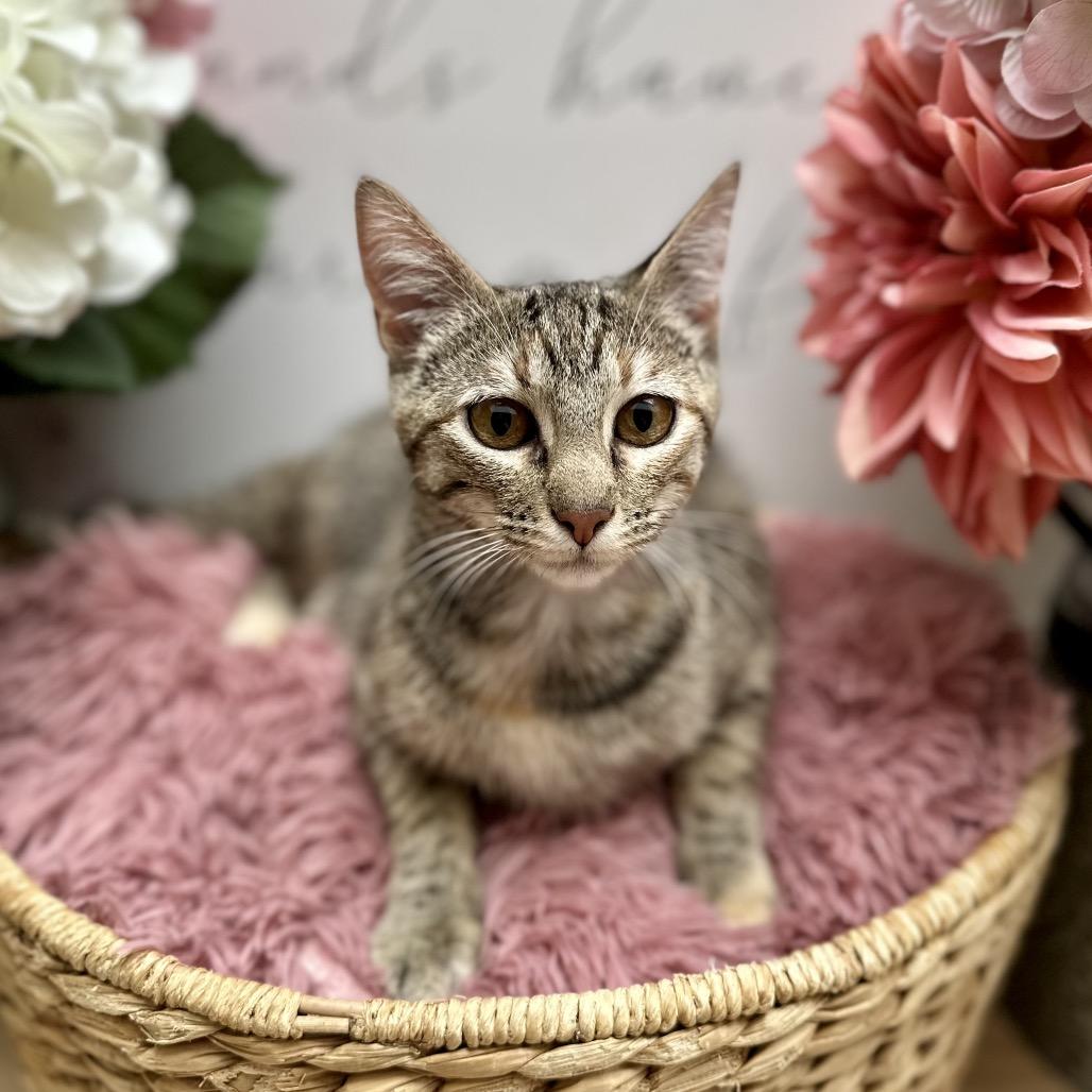 Enlarge Mercedes, a Adoptable Domestic Short Hair in Newberg, OR image 1/6