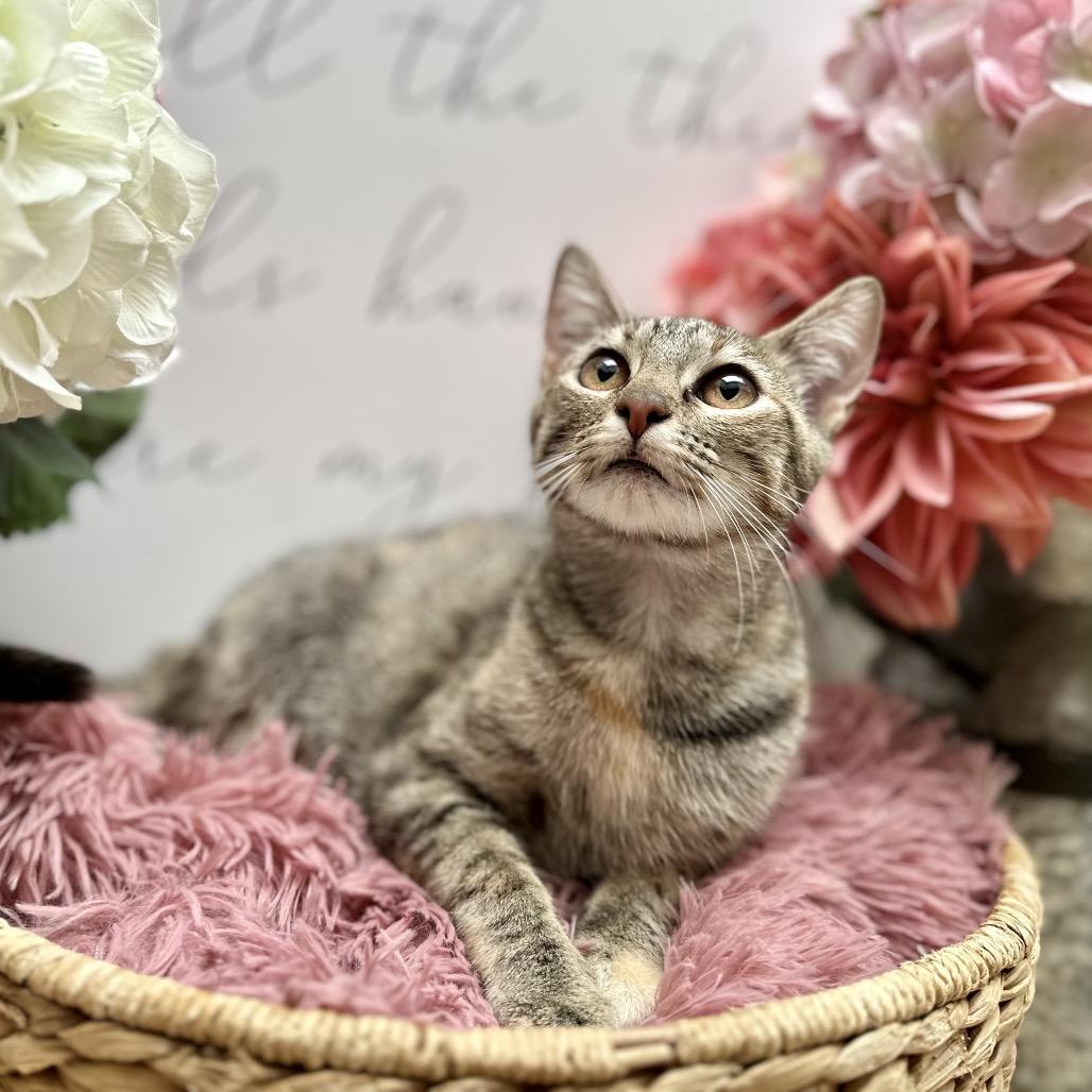 Enlarge Mercedes, a Adoptable Domestic Short Hair in Newberg, OR image 3/6