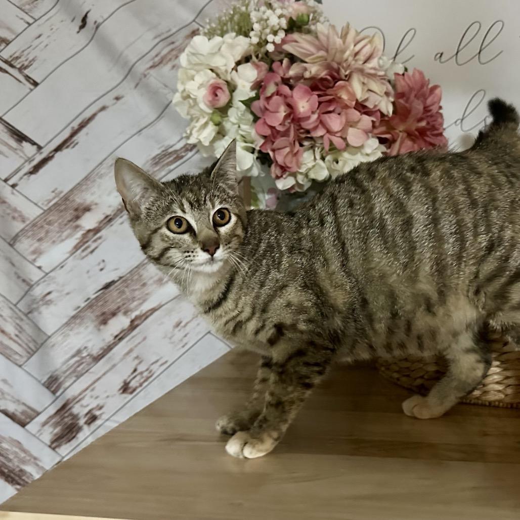 Enlarge Mercedes, a Adoptable Domestic Short Hair in Newberg, OR image 4/6