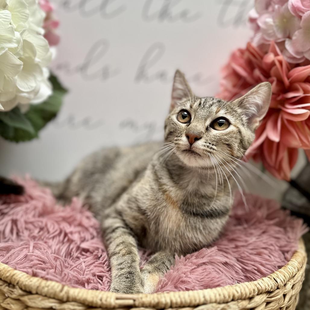 Enlarge Mercedes, a Adoptable Domestic Short Hair in Newberg, OR image 6/6