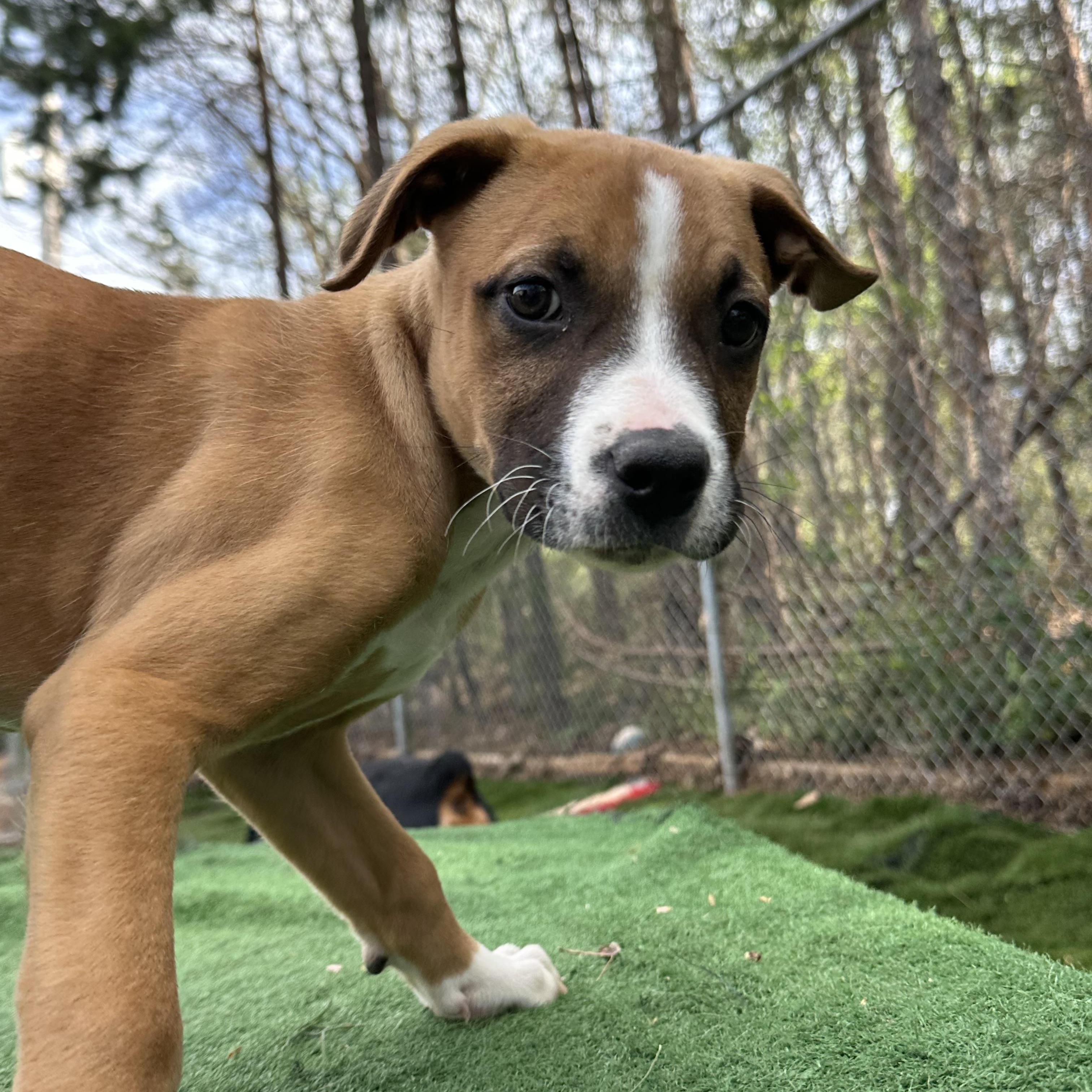 Enlarge Rugby, an adopted mixed breed in Charlotte, NC image 5/6