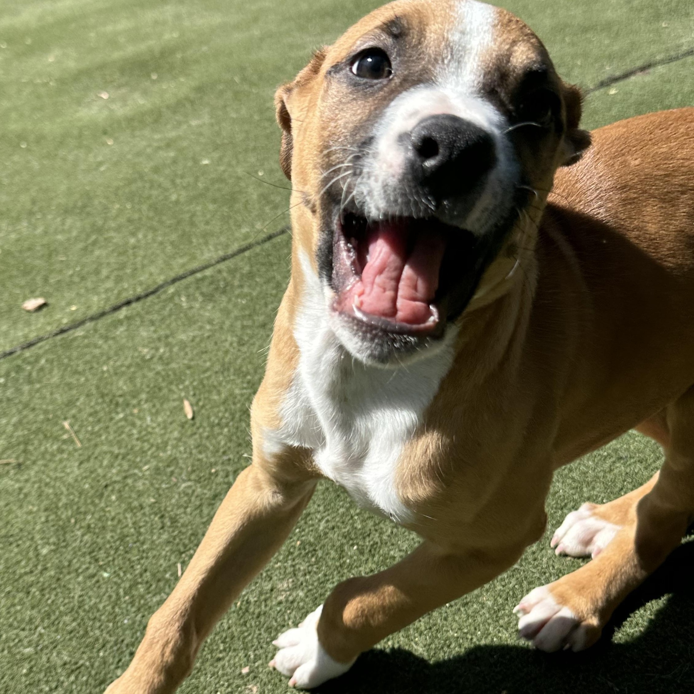 Enlarge Rugby, an adopted mixed breed in Charlotte, NC image 2/6