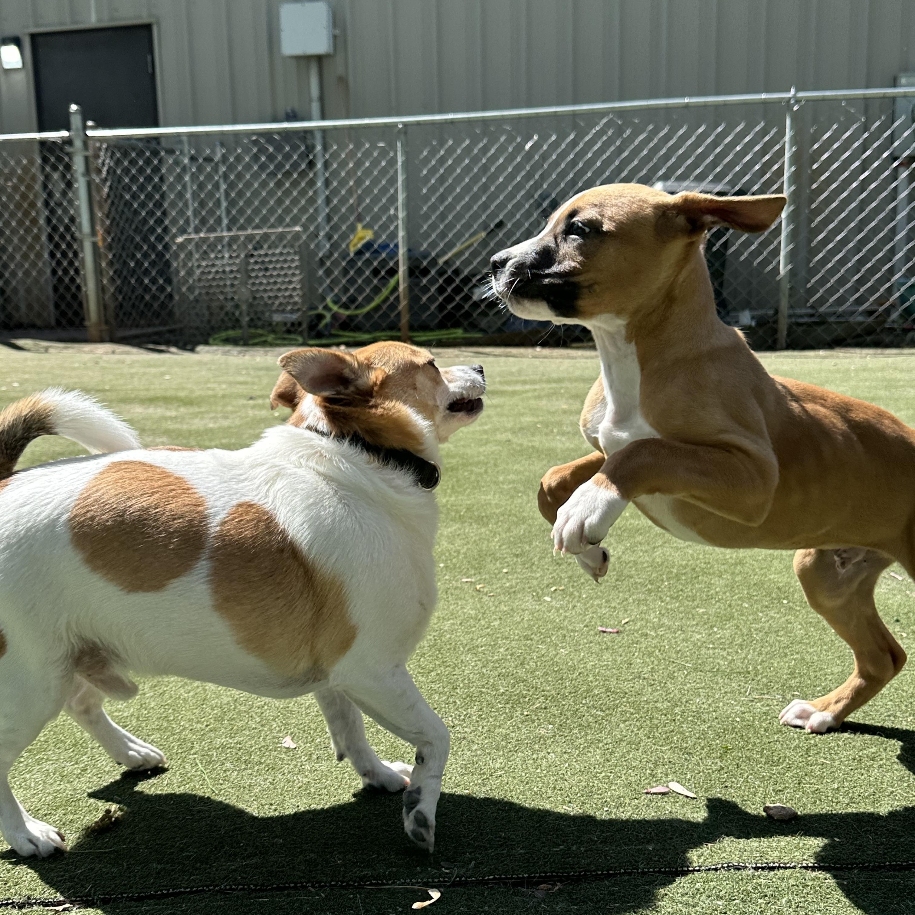 Enlarge Rugby, an adopted mixed breed in Charlotte, NC image 4/6